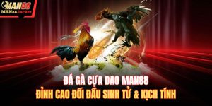 Đá gà cựa dao