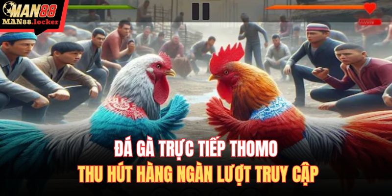 Đá gà trực tiếp Thomo thu hút hàng ngàn lượt truy cập