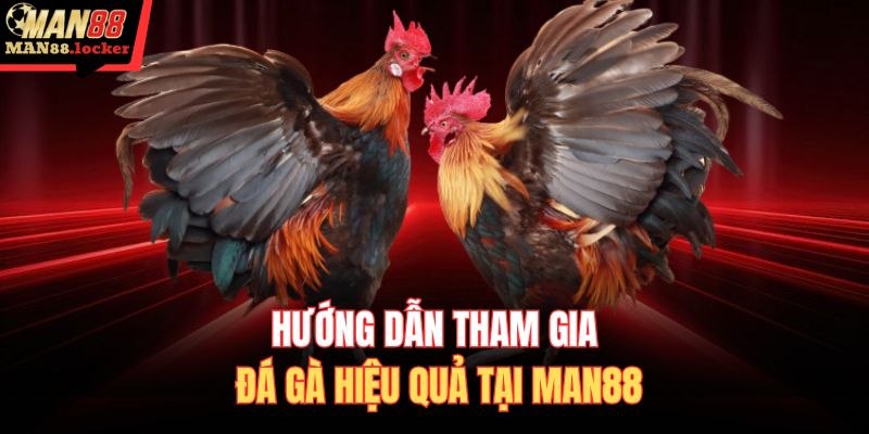 Hướng dẫn tham gia đá gà hiệu quả tại MAN88