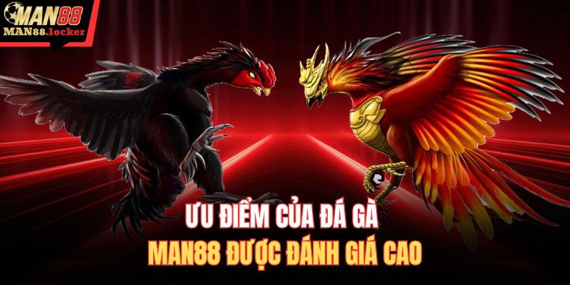 Ưu điểm của đá gà MAN88 được đánh giá cao